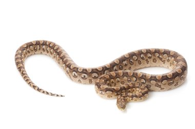 Arjantinli rainbow boa