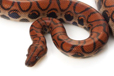 Brezilyalı rainbow boa