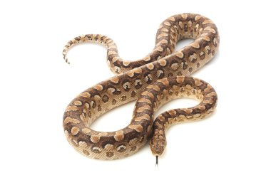 Arjantinli rainbow boa