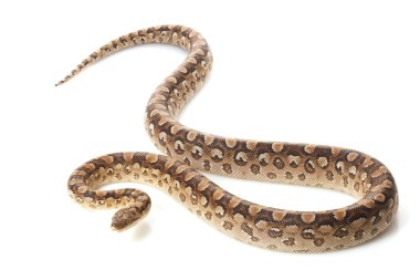 Arjantinli rainbow boa