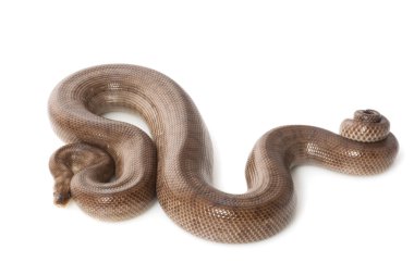 Kolombiyalı rainbow boa