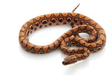 Brezilyalı rainbow boa