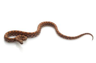 Brezilyalı rainbow boa