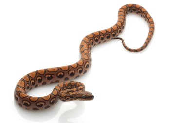 Brezilyalı rainbow boa