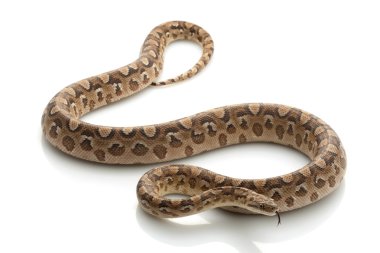 Arjantinli rainbow boa