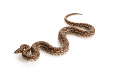 Kolomb rainbow boa