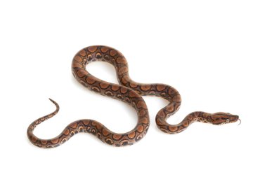 Brezilyalı rainbow boa