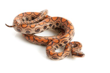 Brezilyalı rainbow boa