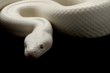 leucistic Kolombiyalı rainbow boa