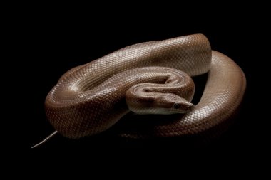 desensiz Kolombiyalı rainbow boa