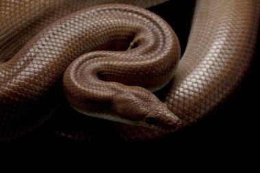 desensiz Kolombiyalı rainbow boa