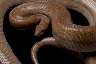 desensiz Kolombiyalı rainbow boa