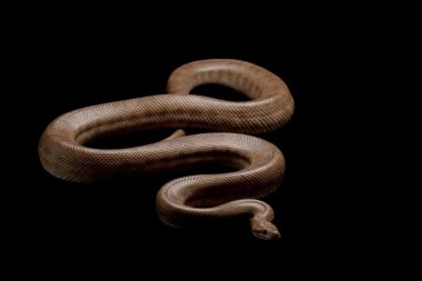 Granit Kolomb rainbow boa