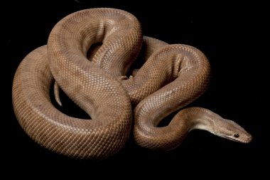 Granit Kolomb rainbow boa