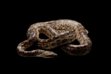 Arjantinli rainbow boa