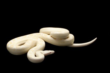 Albino Arjantinli rainbow boa
