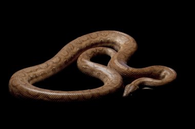 Trinidad rainbow boa