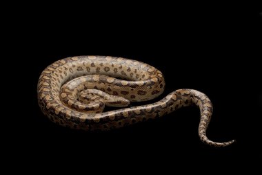Arjantinli rainbow boa