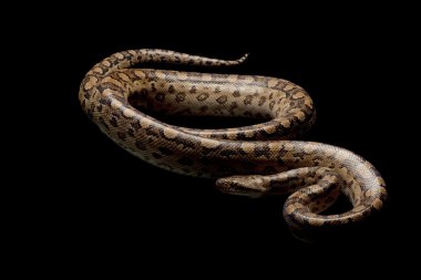 Arjantinli rainbow boa