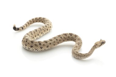 Sidewinder