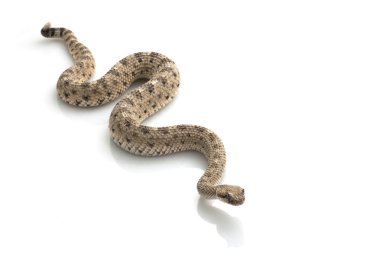 Sidewinder