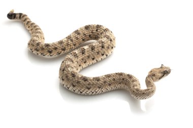 Sidewinder