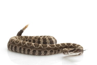 Kuzey Pasifik çıngıraklı yılan