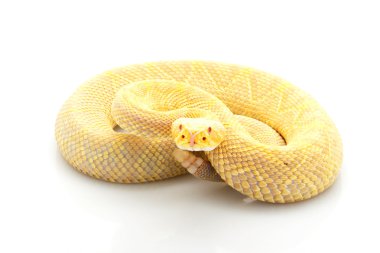 Albino Doğu diamondback çıngıraklı yılan