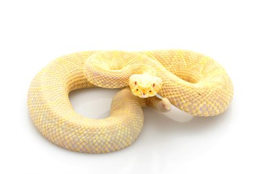 Albino Doğu diamondback çıngıraklı yılan