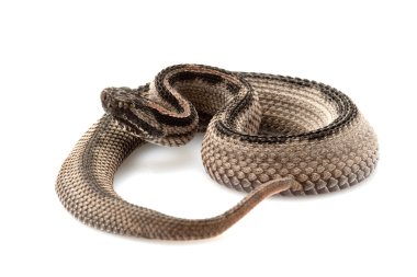 Pigme çizgili çıngıraklı yılan