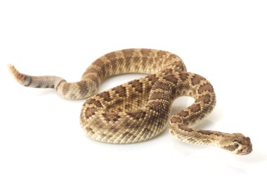 Mojave çıngıraklı yılan cüce