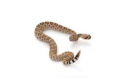 Batı diamondback çıngıraklı yılan