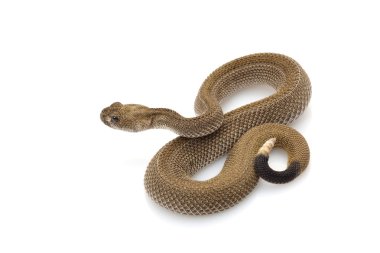 desensiz Batı diamondback çıngıraklı yılan