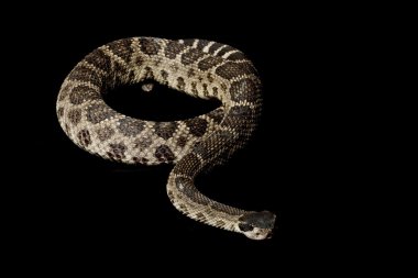 Doğu diamondback çıngıraklı yılan