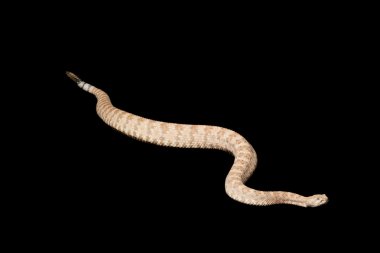 Benekli çıngıraklı yılan