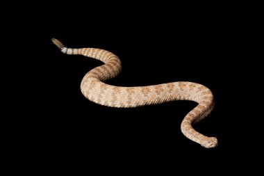 Benekli çıngıraklı yılan