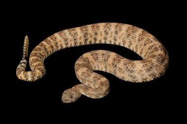 Benekli çıngıraklı yılan