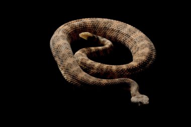 Benekli çıngıraklı yılan