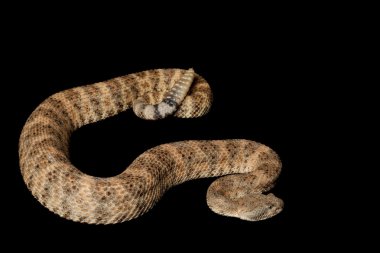 Benekli çıngıraklı yılan