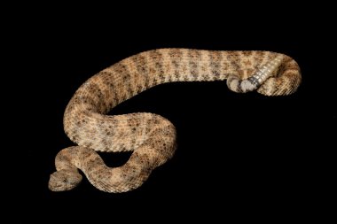 Benekli çıngıraklı yılan