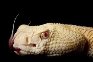 Albino Batı diamondback çıngıraklı yılan
