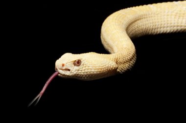 Albino Batı diamondback çıngıraklı yılan