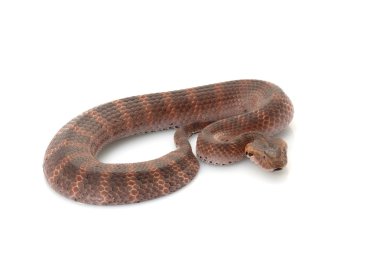 Death adder