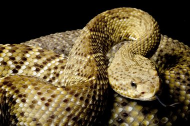 Meksika Batı Yakası çıngıraklı yılan