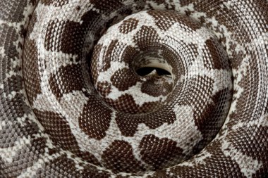 anerythristic Kenya kum boa