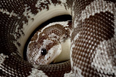 anerythristic Kenya kum boa