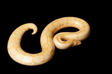 Albino Kenya kum boa