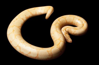 Albino Kenya kum boa