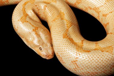 Albino Kenya kum boa