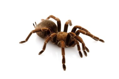 Haiti kahverengi tarantula